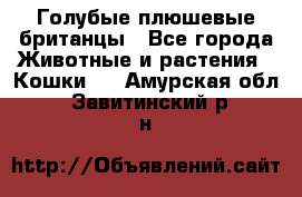 Голубые плюшевые британцы - Все города Животные и растения » Кошки   . Амурская обл.,Завитинский р-н